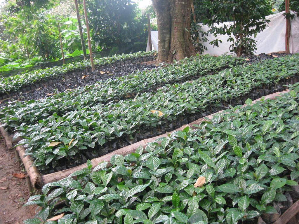 Finca San Rafael - Cafe Y Cacao Minca Buitenkant foto