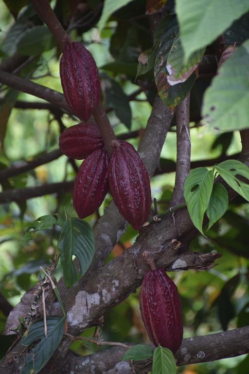 Finca San Rafael - Cafe Y Cacao Minca Buitenkant foto