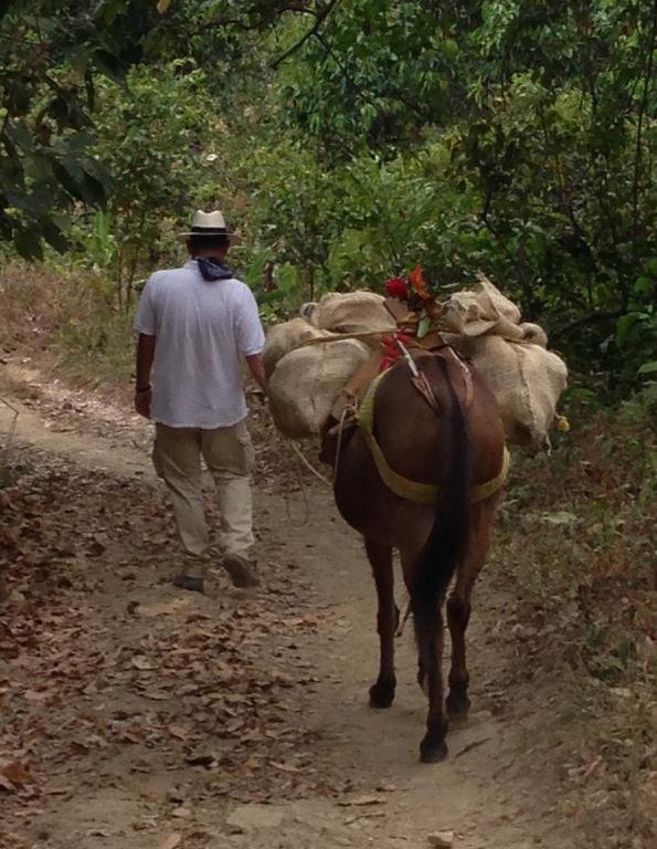 Finca San Rafael - Cafe Y Cacao Minca Buitenkant foto