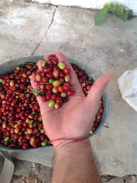 Finca San Rafael - Cafe Y Cacao Minca Buitenkant foto